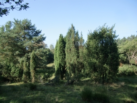 Schermbeck : Impressionen aus dem Naturschutzgebiet Loosenberge